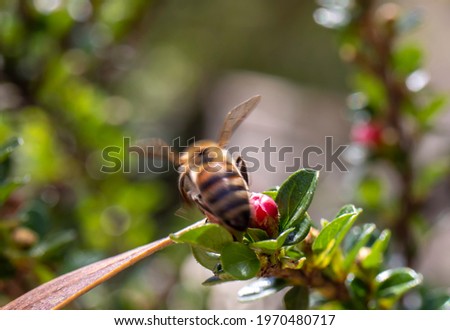 Honey bee on small leaf flower minute with red berries. macro photo.