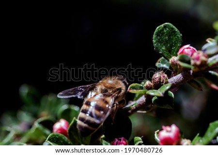 Honey bee on small leaf flower minute with red berries. macro photo.