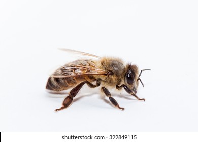 Honey Bee On White Background