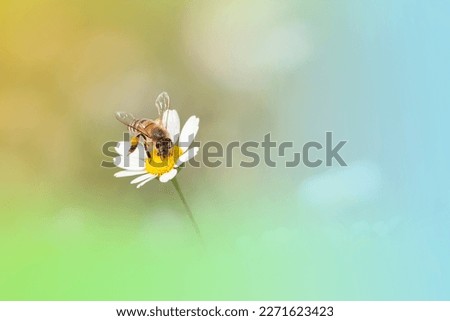 A honey bee on white flower collect pollen. Bee isolated on daisy flower. Spring time in Greece. Apis mellifera.