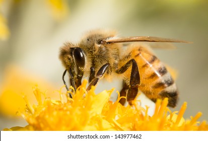 Honey Bee On Yellow Flower, Close Up Macro