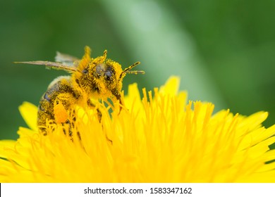 Honey bee on yellow flower in pollen, closeup. Honey bee covered with yellow pollen collecting nectar in flower. 
				