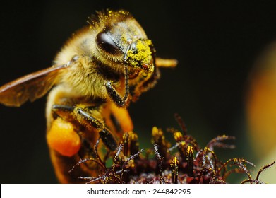 Honey Bee On Yellow Flower, Close Up Macro