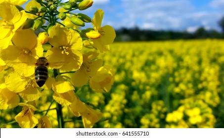 Honey Bee On Yellow Rapeseed Flower