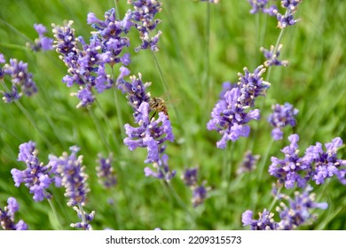 Honey Bee Perched On Lavendar Flowers During Summer