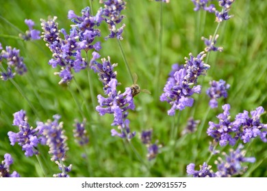 Honey Bee Perched On Lavendar Flowers During Summer