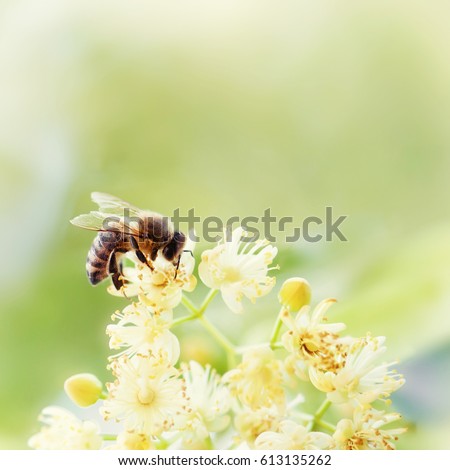 Honey bee pollinate yellow flower in the spring meadow. Seasonal natural scene. Beauty photo filter.