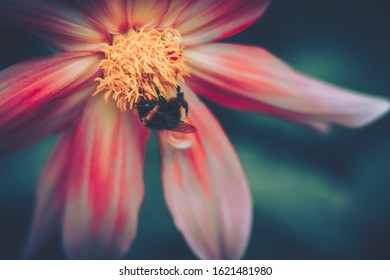 Blumenwiese Biene Images Stock Photos Vectors Shutterstock