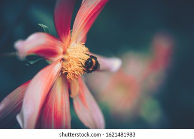 Blumenwiese Biene Images Stock Photos Vectors Shutterstock