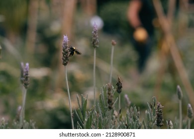 The Honey Bee Pollinates Lavender Flowers. Plant Decomposition With Insects, Sunny Lavender. Lavender Flowers In The Field. Soft Focus, Close Up Macro Image With Blurred Background.