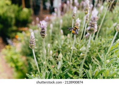 The Honey Bee Pollinates Lavender Flowers. Plant Decomposition With Insects, Sunny Lavender. Lavender Flowers In The Field. Soft Focus, Close Up Macro Image With Blurred Background.