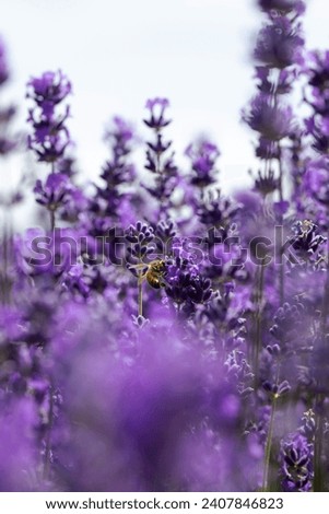 The honey bee pollinates lavender flowers. Summer background of lavender flowers with bees. 