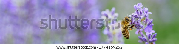 Honey bee pollinates\
lavender flowers. Plant decay with insects., sunny lavender.\
Lavender flowers in field. Soft focus, Close-up macro image wit\
blurred background.