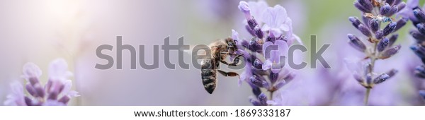Honey bee pollinates\
lavender flowers. Plant decay with insects., sunny lavender.\
Lavender flowers in field. Soft focus, Close-up macro image wit\
blurred background.