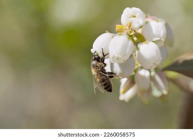 Honey bee pollinating blueberry flowers on soft fruit plantation. Insects are a key part of human food production. Detail of a honeybee on the white blossom of vaccinium corymbosum. - Powered by Shutterstock