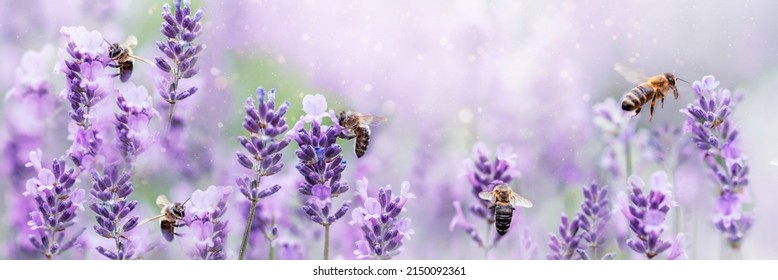 Honey bee pollinating lavender flowers. Plant decay with insects. Blurred summer background of lavender flowers with bees. Beautiful wallpaper. soft focus. Lavender Field