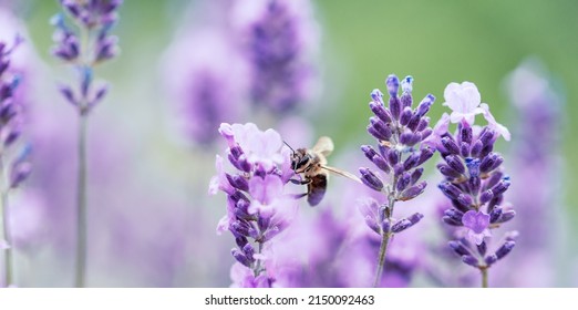 Honey bee pollinating lavender flowers. Plant decay with insects. Blurred summer background of lavender flowers with bees. Beautiful wallpaper. soft focus. Lavender Field