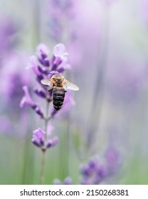 Honey bee pollinating lavender flowers. Plant decay with insects. Blurred summer background of lavender flowers with bees. Beautiful wallpaper. soft focus. 