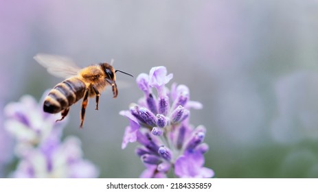 Flores de lavanda polinizando la abeja de miel. Vegetación vegetal con insectos. Borroso fondo veraniego de flores de lavanda con abejas. Bonito papel pintado. enfoque suave. Lavender Field Bee sobrevolando la flor