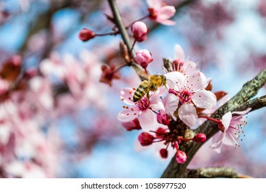 Honey Bee pollinating Pink sakura flower, Cherry blossom, soft and selective focus - Powered by Shutterstock