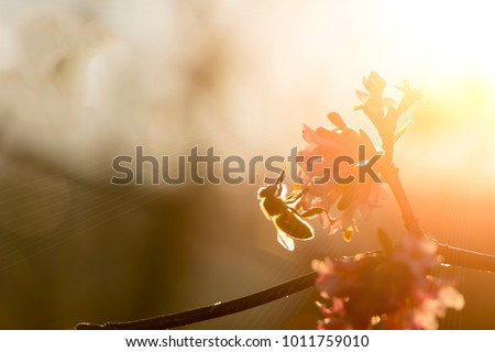 Honey bee pollinating  pink tree blossom with warm sunlight on a spring afternoon.