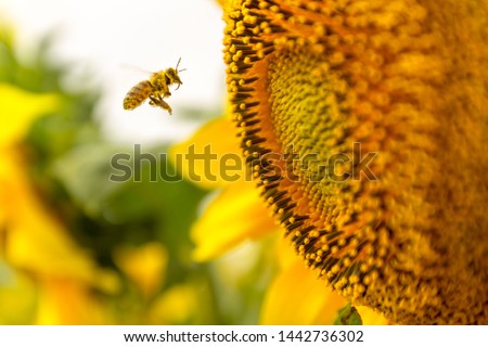 Honey Bee pollinating sunflower.
Sunflower field in background. Selective focus.