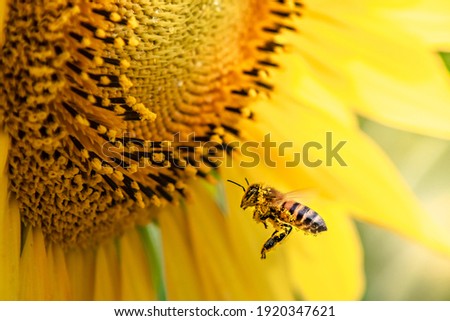 honey bee pollinating sunflower plant