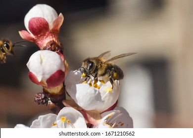 Honigbiene. Honigbiene bestäuben weiße Blumen von Pfirsichbaum in Frühlingsorchester, natürlicher Frühlingshintergrund
