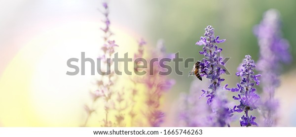 Honey bee pollinating working on purple - blue\
flowers of Blue Salvia or mealy sage the ornamental flower plant in\
summer garden nature background, panoramic view with copy space for\
banner.