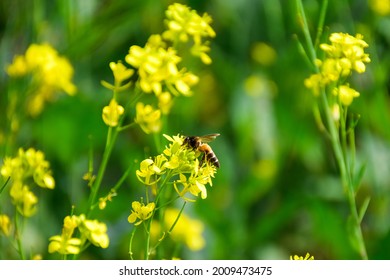 Honey Bee pollinating yellow mustard flowers and collecting Nectar on yellow field flowers - Powered by Shutterstock