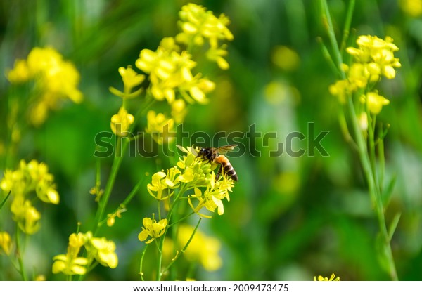 Honey Bee pollinating yellow mustard\
flowers and collecting Nectar on yellow field\
flowers