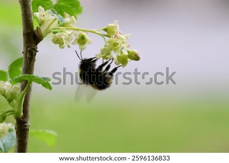 Honey bee posing on a cherry blossom flower