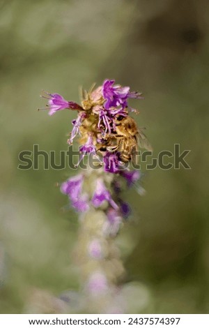 Honey bee save the bees bee on violet flower closeup photography insect bug macro