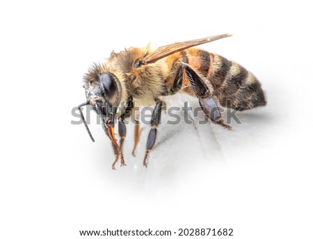 The honey bee sits on white marble and washes after rain. Macro.