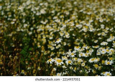 A Honey Bee Sitting On A Camomile Plant ,sucks It