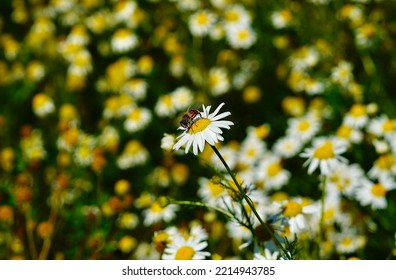 A Honey Bee Sitting On A Camomile Plant ,sucks It