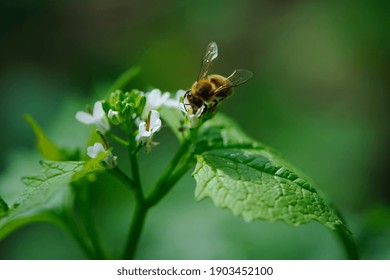 honey bee, spring background. a bee drinks nectar from a flower. green leaves and small white forest flowers. bee on flowers, natural blurred green background. bee close up
