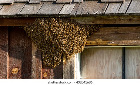 Honey Bee Swarm And Nest Attached To A Cabin - Up Close