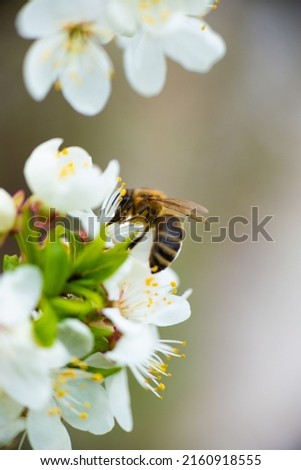 A honey bee takes nectar from a spring flower of a white cherry on a background of flowering and greenery. Close-up. High quality photo
