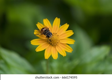 Honey Bee Taking Nectar From Yellow Flower. Top View