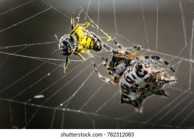 A Honey Bee Trapped By Indian Jewel Spider