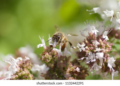 Honey Bee, UK 10