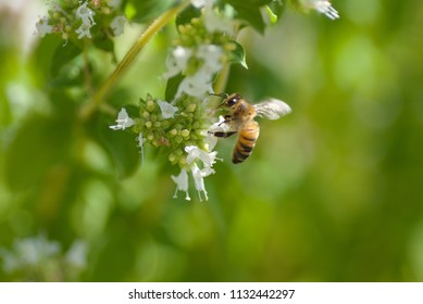 Honey Bee, UK 14