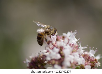 Honey Bee, UK 17