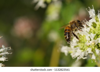 Honey Bee, UK 20