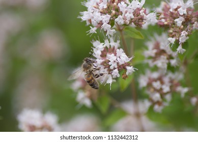 Honey Bee, UK 3