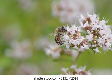 Honey Bee, UK 4