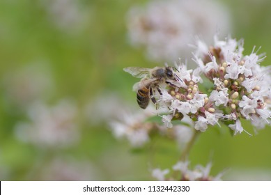 Honey Bee, UK 5