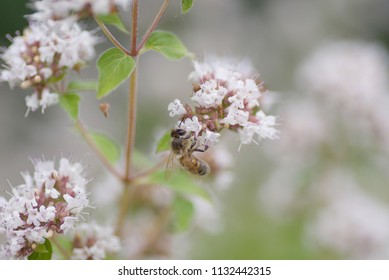 Honey Bee, UK 7