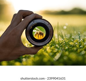 Honey bee view through the Camera lens, photography view camera photographer lens lense through video photo digital glass hand blurred focus people concept - stock image